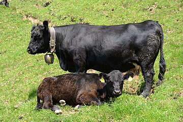 Aberdeen Angus, a popular small breed, here in Austria with a traditional cattle bell
