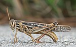 Thumbnail for Grasshopper