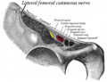 Lateral cutaneous nerve of thigh and other structures passing behind the inguinal ligament