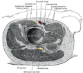 엉덩관절 주변의 구조물. 작은볼기근은 중간의 왼쪽에 그려져 있다.