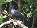 Темнохвостый лавровый голубь — эндемик Канарских островов