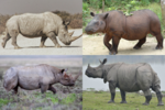 Thumbnail for Rhinoceros