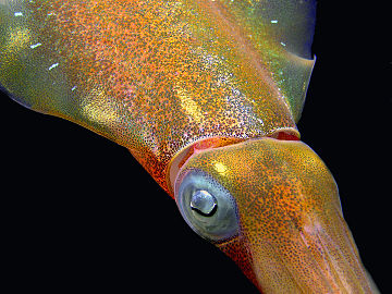 Close-up of a Caribbean reef squid