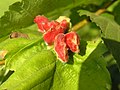Cockscomb leaf galls (aphid Colopha compressa), Poland
