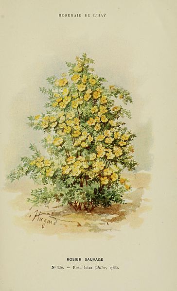 File:Les roses cultivées à l'Haÿ en 1902 (Plate 1) (7873427996).jpg