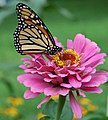 A monarch butterfly, with closed wings, feeding on nectar from a garden flower