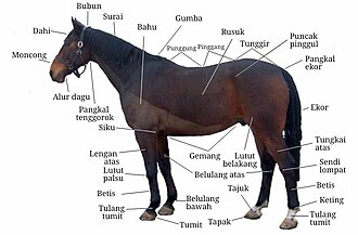 Diagram of a horse with some parts labeled.