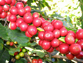 Koffieplant (Arabica-koffie) met rijpe bessen in Brazilië