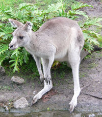 kanguru la stuna gruzi