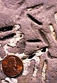 Petroxestes borings in an Ordovician hardground, southern Ohio[90]