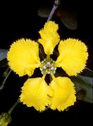 Stigmaphyllon flower - rspb.2013.0960-F1.large-centre.jpeg