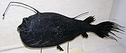 The male anglerfish species Ceratias holboelli lives as a tiny sexual parasite permanently attached below the female's body.