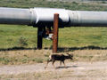 Caribou walking next to Alaska Pipeline