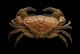 Cancer bellianus (en), un crabe (Malacostraca)