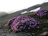 Søraust-Svalbard Nature Reserve, a tundra