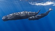 Thumbnail for Sperm whale