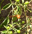Image 16Chiltepe, a common pepper used on some Guatemalan dishes. (from Culture of Guatemala)