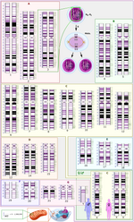 Thumbnail for Human genome