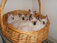 Seal point and chocolate point Siamese kittens
