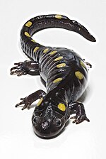 Thumbnail for Salamander