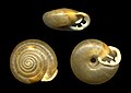 Ashmunella levettei angigyra, a polygyrid land snail.