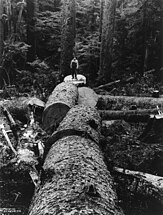 Sitka spruce logged in the Oregon Coast Range