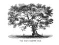 Image 30The Charter Oak in Hartford (from History of Connecticut)