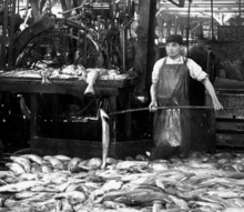 A Chinese laborer loads salmon carcasses into an Iron Chink machine. A pile of salmon carcasses covers the floor.