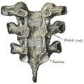 Vertebral arches of three thoracic vertebrae