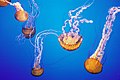 Jellyfish in the Monterey Bay Aquarium. Méduses de l'Aquarium de la baie de Monterey en Californie.