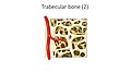 Spongy bone - Trabecular bone