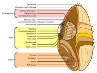 Detailed illustration of the different parts constituting a wheat kernel.