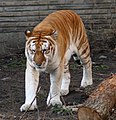 Tigre daurat