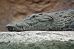 Thumbnail for Crocodile