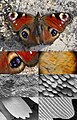 Image 3Butterfly wing at different magnifications reveals microstructured chitin acting as diffraction grating. (from Animal coloration)