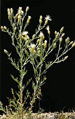 Thumbnail for Centaurea diffusa