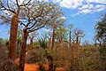 Image 52Spiny forest at Ifaty, Madagascar, featuring various Adansonia (baobab) species, Alluaudia procera (Madagascar ocotillo) and other vegetation (from Forest)