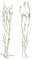 Cutaneous nerves of the right lower extremity. Front and posterior views.