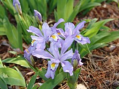 Iris cristata 'Eco Bluebird' (3455977784).jpg
