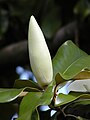 Southern magnolia bud