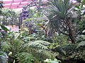 Rain forest hall at Vogelpark Walsrode. Serre tropicale au Parc ornithologique de Walsrode.