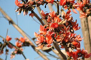 Palash flowers, bright red, pepper the skyline in Jharkhand during fall, also known as forest fire