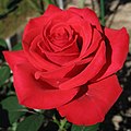 Red rose, National flower of America