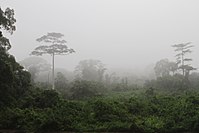 Western Guinean lowland forests, a humid forest