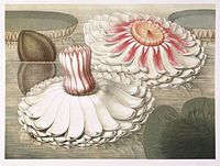 William Sharp (1803–1875), Victoria Regia - Intermediate Stages of Bloom, 1854