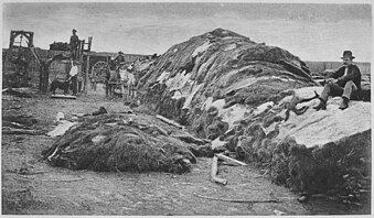 40.000 Häute auf Rath & Wright's Büffelhaut-Hof, Dodge City (1878)