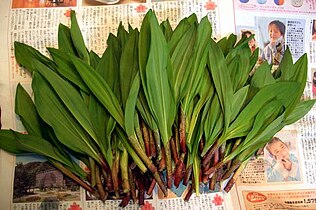 山菜として摘み取られたギョウジャニンニク（北海道産)