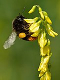 Thumbnail for Bumblebee