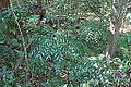 Bowenia serrulata growing in transition forest near Byfield, in the Capricornia region of Queensland, Australia