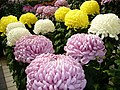 Chrysanthemums in the Japanese Ogiku (lit., great chrysanthemum) style.